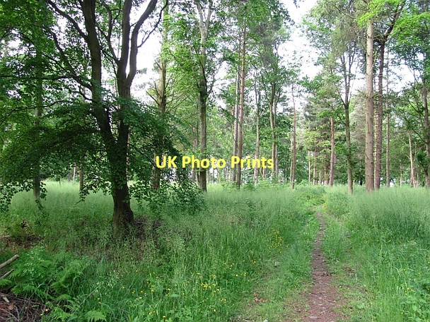 Photo 6"x4" Path, Winton Hill New Town\/NT4470 c2011