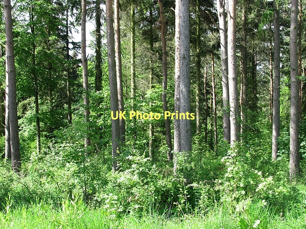 Photo 6"x4" Woodland, Winton New Town\/NT4470 c2011