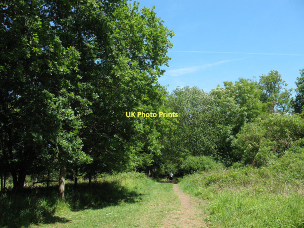Photo 6"x4" Clearing in Galleyhill Wood Aimes Green c2011
