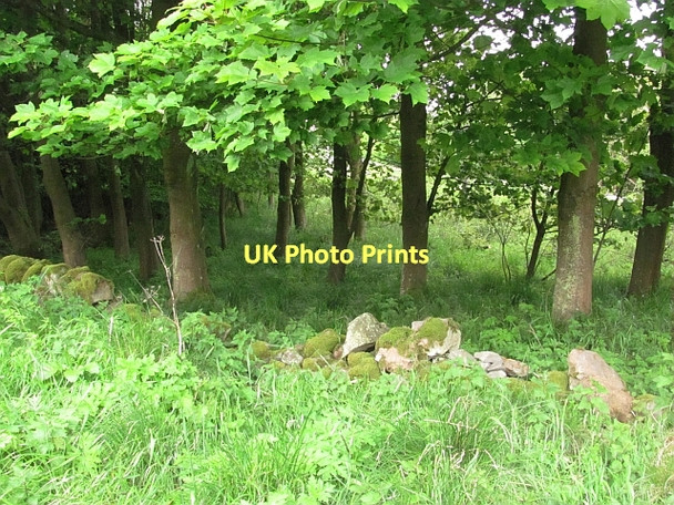 Photo 6"x4" Woodland, Falfield Backmuir of New Gilston c2011