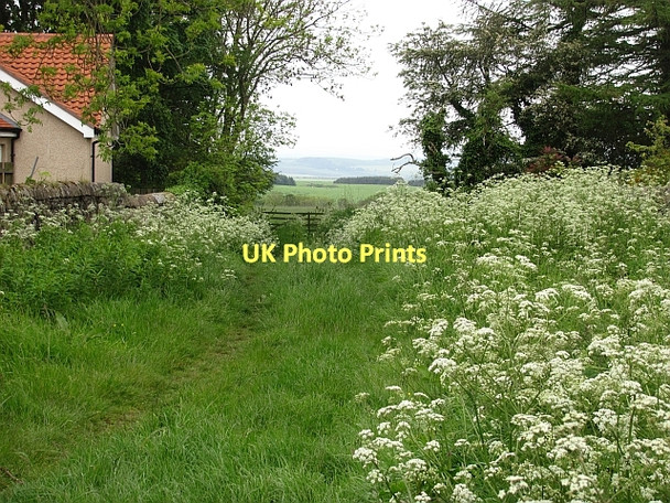 Photo 6"x4" Path, New Gilston Backmuir of New Gilston c2011