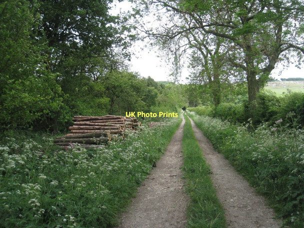 Photo 6"x4" Track to Oxpasture Wood Wharram Percy c2011