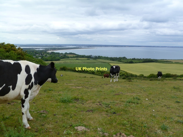 Photo 6"x4" Ballard Down, cattle grazing Studland c2011
