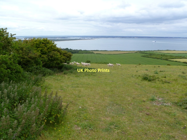 Photo 6"x4" Ballard Down, sheep grazing Studland c2011