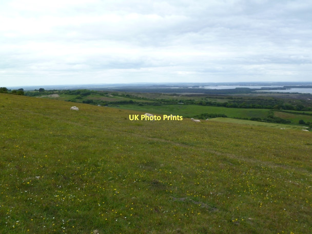 Photo 6"x4" Ballard Down, sheep grazing New Swanage c2011