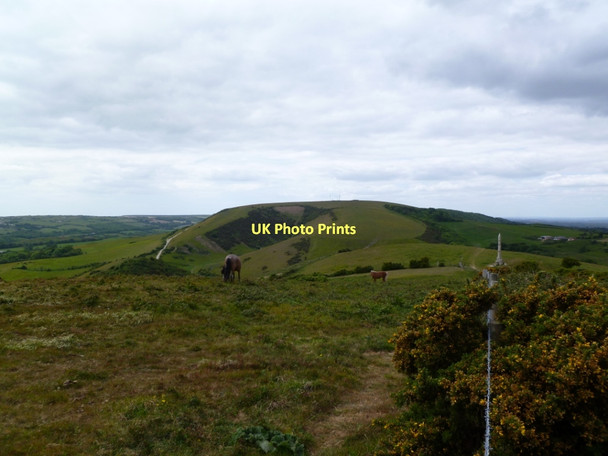 Photo 6"x4" Ballard Down, horse grazing New Swanage c2011