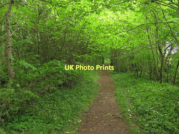 Photo 6"x4" Woodland path, Letham Holdings Huntington\/NT4874 c2011
