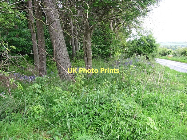 Photo 6"x4" Woodland, Baldastard Mains Woodside\/NO4207 c2011