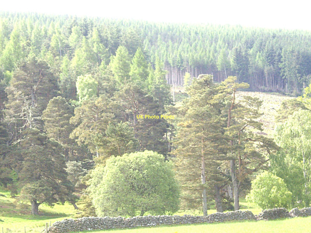Photo 6"x4" Kittling Wood by Burn of Birse Birsemore c2011