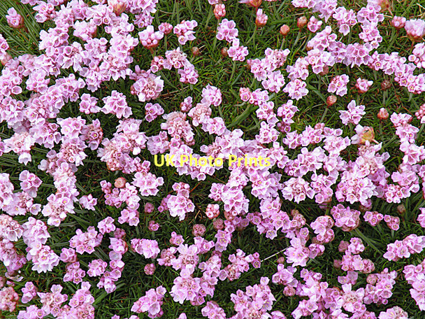 Photo 6"x4" Thrift (Armeria maritima) Mangurstadh c2011