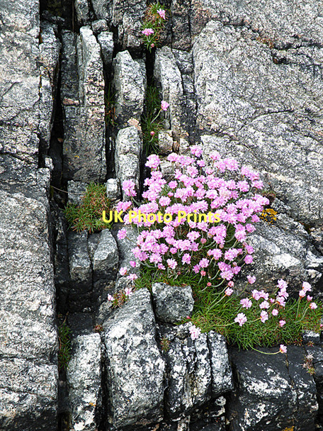 Photo 6"x4" Thrift in a Cleft Mangurstadh c2011