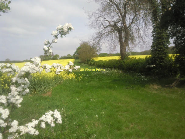 Photo 6"x4" Hedgerow between fields of oil seed rape Wansford\/TL0799 c2011