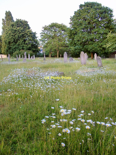 Photo 6"x4" Pushing up daisies: Margravine Cemetery Hammersmith\/TQ2279 c2011