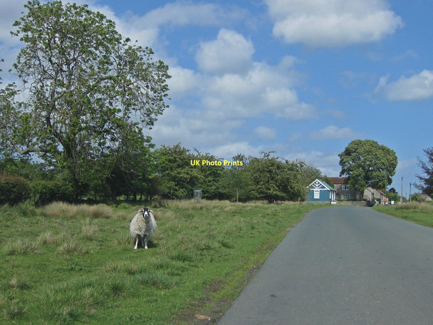 Photo 6"x4" The welcoming committee Appleton-le-Moors c2011