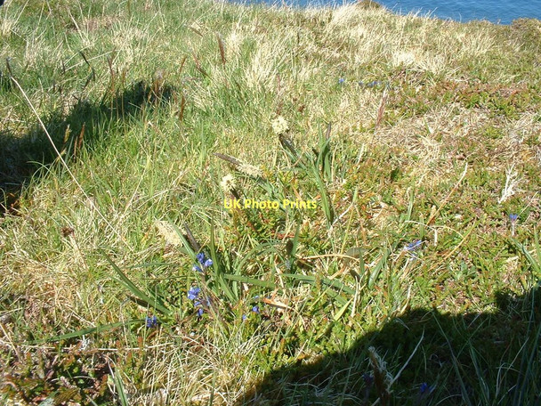 Photo 6"x4" Early spring cliff top flowers Londain c2011