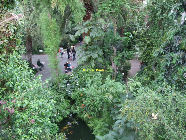 Photo 6"x4" Treetop view - Temperate House Brentford c2011
