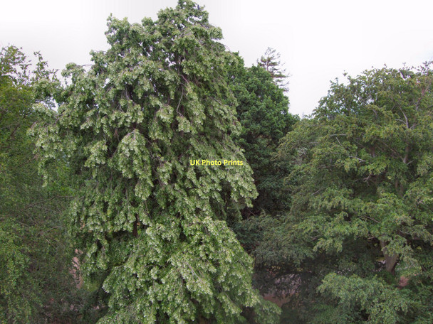 Photo 6"x4" View from Xtrata treetop walk Brentford c2011