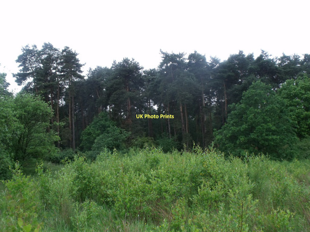 Photo 6"x4" Fir Trees on Skellingthorpe Moor Skellingthorpe c2011