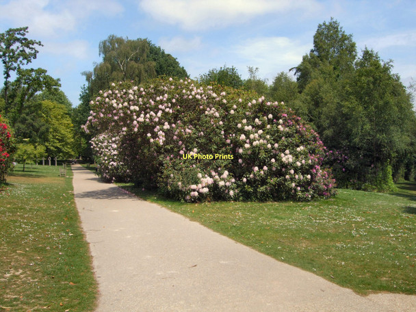 Photo 6"x4" Trees in Tilgate Park Crawley\/TQ2736 c2011