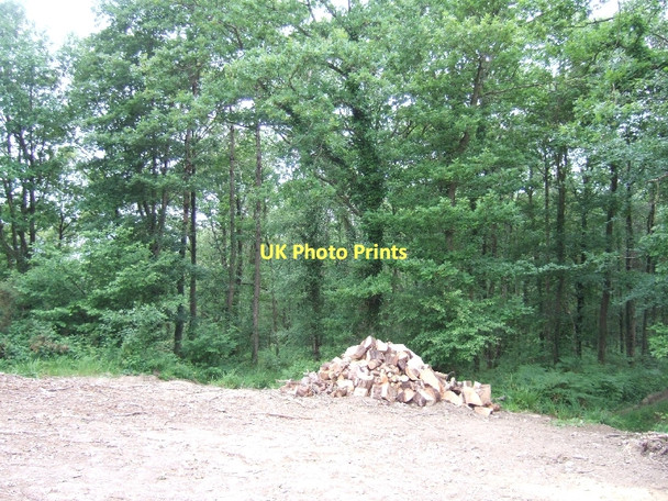 Photo 6"x4" Forestry work in Cotley Wood Longdown\/SX8691 c2011