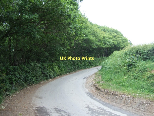 Photo 6"x4" The edge of Cotley Wood Longdown\/SX8691 c2011