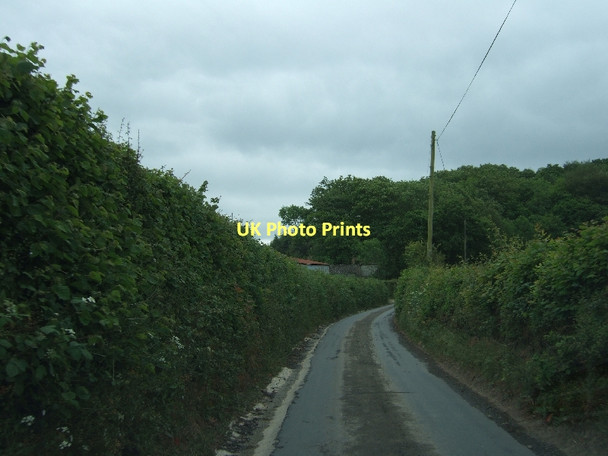 Photo 6"x4" The north edge of North Wood Dunchideock c2011