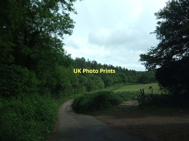 Photo 6"x4" School Wood Dunchideock c2011