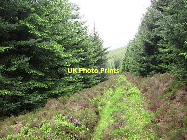 Photo 6"x4" Path on Cairn Hill Walkerburn c2011