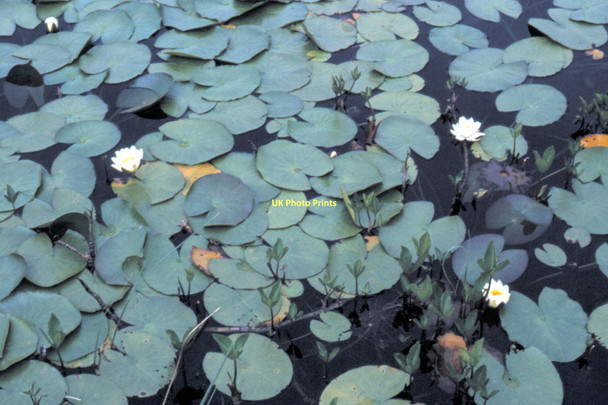 Photo 6"x4" Water Lilies - 1983 Drumbeg\/NC1232 c1983
