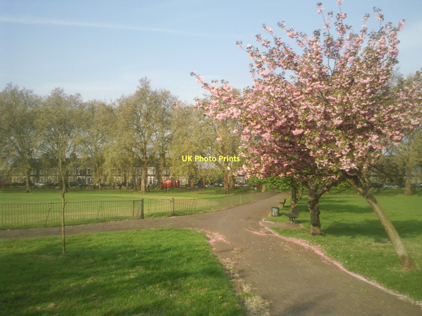 Photo 6"x4" Cherry blossom in Deptford Park Deptford\/TQ3677 c2011