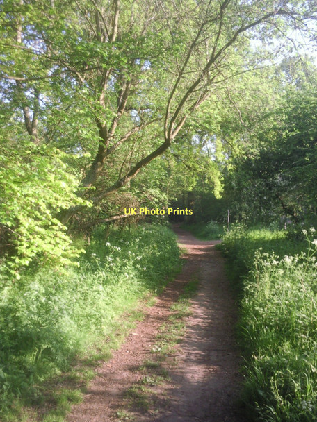 Photo 6"x4" Path in Petts Wood Poverest c2011
