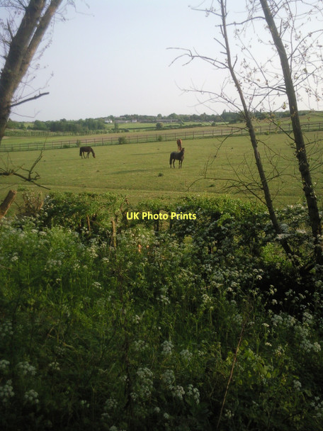 Photo 6"x4" Horses at Honeydale Farm Ruxley c2011