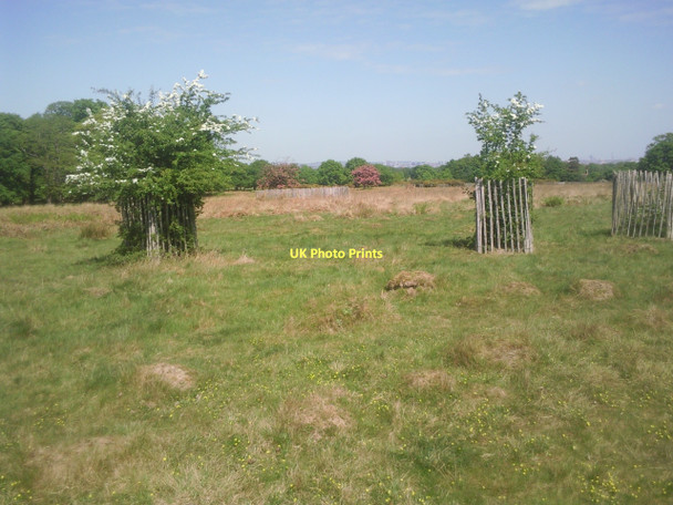 Photo 6"x4" Richmond Park at the end of April Richmond\/TQ1874 c2011