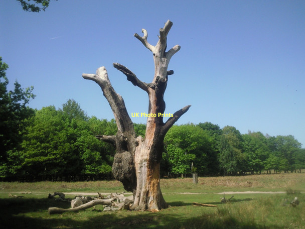 Photo 6"x4" Richmond Park National Nature Reserve Kingston Upon Thames c2011 P1