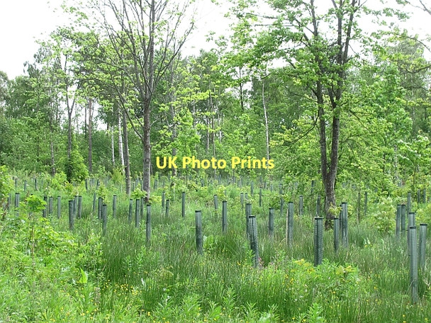 Photo 6"x4" Woodland, Winton Ormiston\/NT4169 c2011
