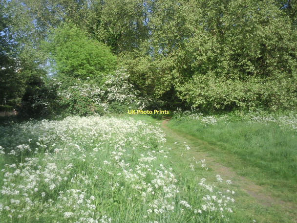 Photo 6"x4" Path on Putney Heath Putney c2011