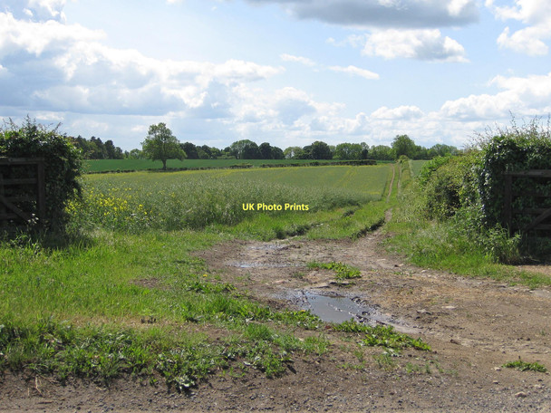 Photo 6"x4" Crop fields off Braygate Street Middlecave c2011