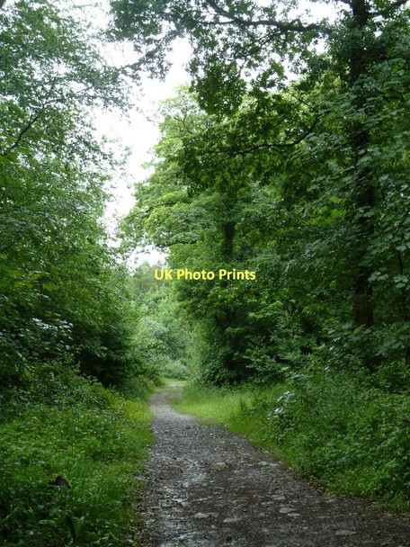 Photo 6"x4" Footpath through Foxstone Wood Eckington\/SK4279 c2011