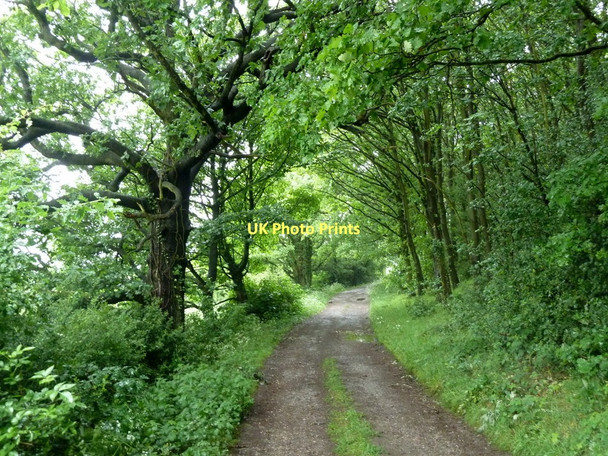 Photo 6"x4" Woodland track to Bramleyhill Farm Bramley\/SK4079 c2011