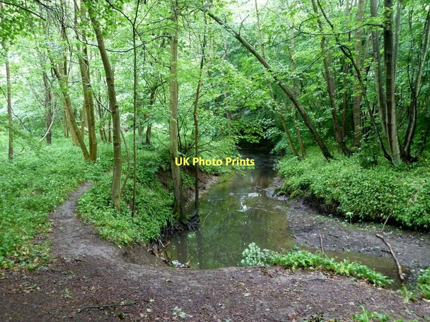 Photo 6"x4" The Moss, a woodland stream Plumbley c2011