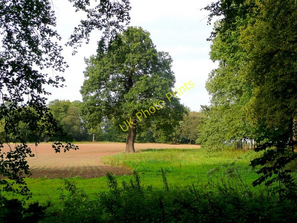 Photo 6"x4" Corner of arable land Holbeck\/SK5473 c2009