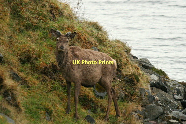 Photo 6"x4" At bay by a bay on Loch More Kinloch\/NC3434 c2011