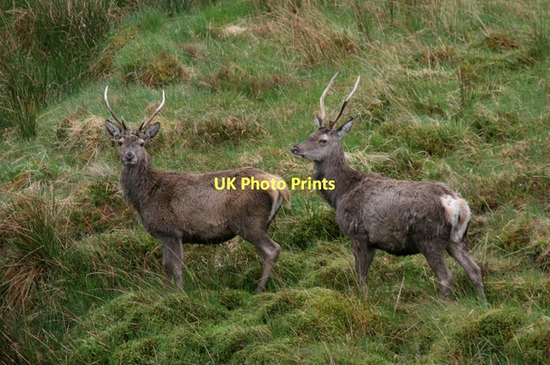 Photo 6"x4" A pair of stags by Kinloch Brae plantation Kinloch\/NC3434 c2011