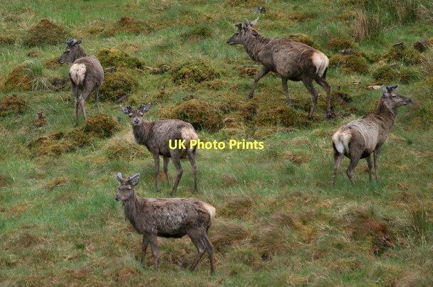 Photo 6"x4" A bachelor party by Kinloch Brae plantation Kinloch\/NC3434 c2011