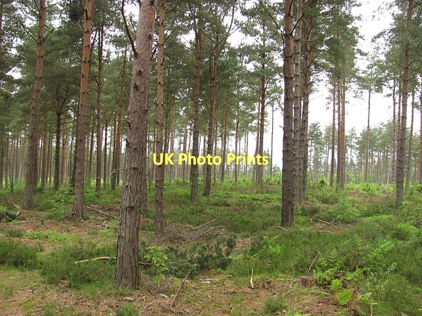 Photo 6"x4" Devilla Forest Kincardine\/NS9387 c2011