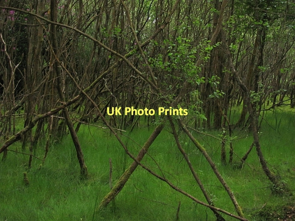 Photo 6"x4" Curling pond Kincardine\/NS9387 c2011