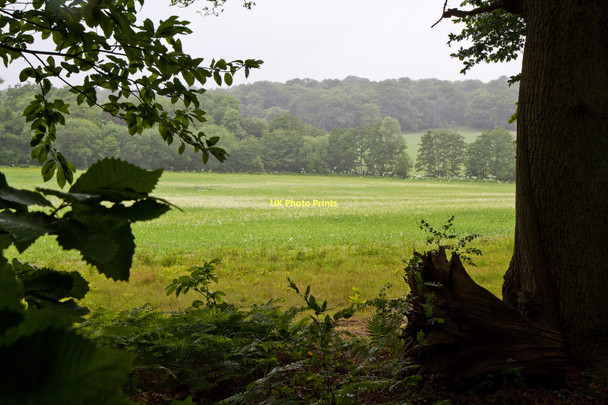 Photo 6"x4" Trent Park In The Rain Botany Bay\/TQ2999 c2011