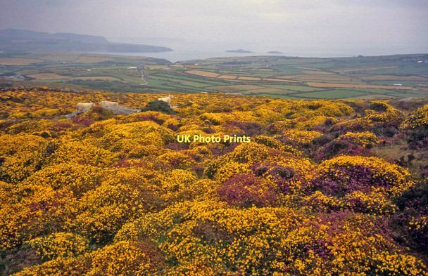 Photo 6"x4" Lowland heath at Mynydd Anelog Anelog c1996
