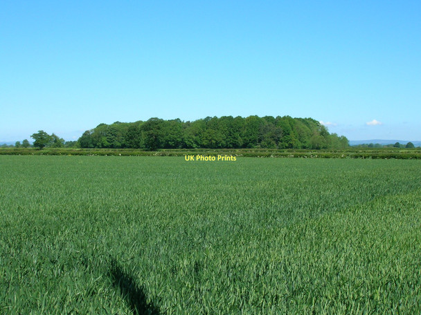 Photo 6"x4" Farmland off Borough Mere Lane Ryton\/SE7975 c2011