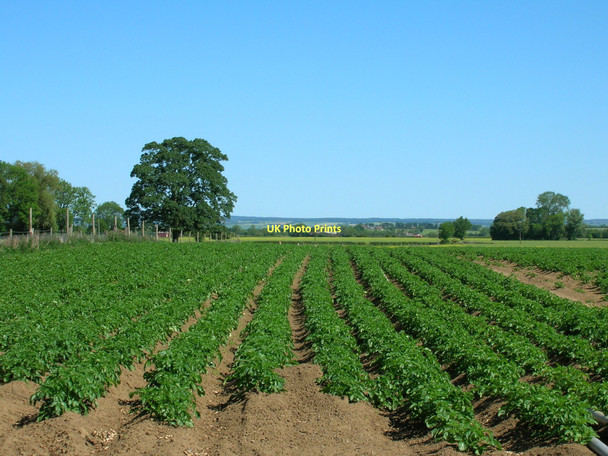 Photo 6"x4" Potato field near Great Habton Great Habton c2011